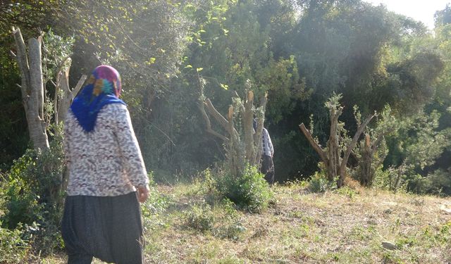 Kahramanmaraş'ta Kadınlara Karşı Soyunan Adam Zeytin Ağaçlarını Kesti