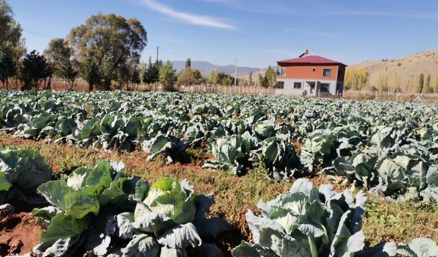 Kahramanmaraş'ta Rekor Lahana Hasadı