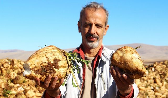 Kahramanmaraş’ta Şeker Pancarı Hasadı Başladı