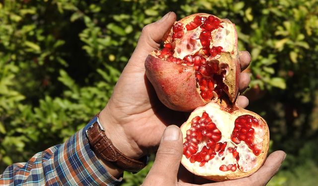 Nar Hasadı İçin Heyecan Dorukta: Çiftçiler Son Hazırlıklarını Tamamlıyor