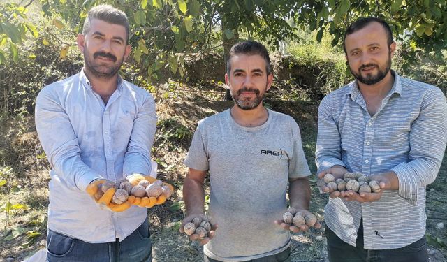 Kahramanmaraş’ta coğrafi tescilli ceviz ihracatı başladı