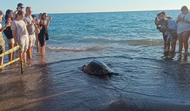 Tedavileri tamamlanan 2 caretta caretta denize bırakıldı