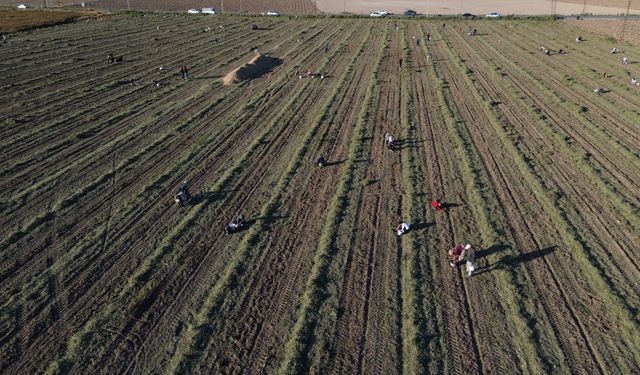 Yer Fıstığı Hasadında Dayanışma: Çiftçiden Vatandaşa Sıcak Bir Jest