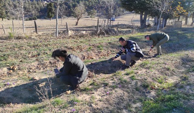 Altın değerindeki safranın hasadı yapıldı