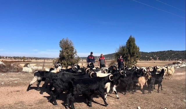 Jandarma, Kaybolan Küçükbaş Hayvanları 4 Kilometre Uzakta Buldu