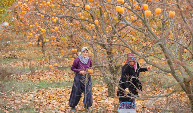 Kahramanmaraş’ta Hurmayı Üretici 25, Market 80 Liraya Satıyor