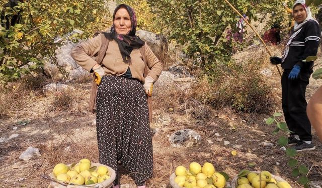 Kahramanmaraş'tan Dünyaya Yayılan Lezzet: Ayva İhracatı Rekor Kırdı!