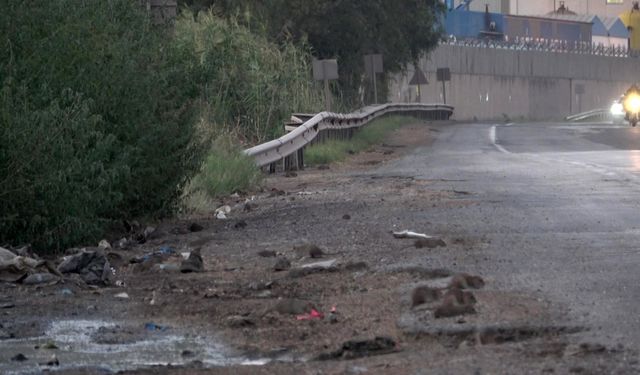 Karayolunda Fare İstilası: Dökülen Tahıllar Fareleri Çekti