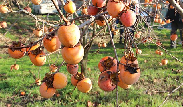 Sağlık Deposu Meyvede Hasat Zamanı: Tarlada 15 TL, Marketlerde 60 TL