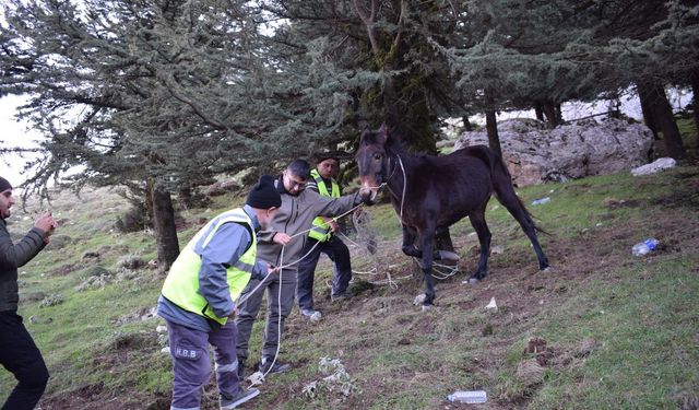 ‘Taşı Toprağı da Bize Emanet’: Başkan Öntürk Bin 900 Rakımdaki Katırı Kurtardı