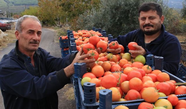 Üreticinin yüzü güldü: Kışın domates hasadı devam ediyor