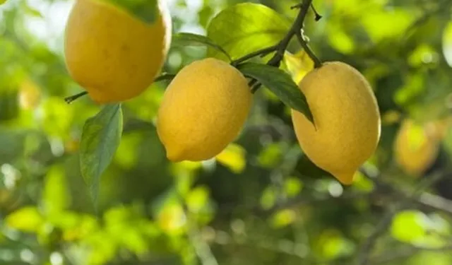 Kasım Ayında Fiyat Farkı Rekoru Limonun