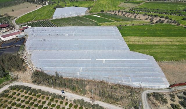 Kahramanmaraşlı seracılardan donduran soğuğa karşı tüllü kalkan!