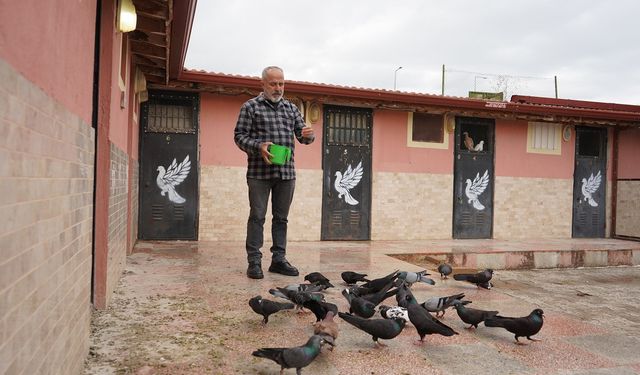 42 Yıllık Hobi, Güvercin Apartı’na Dönüştü: Isparta’da Benzersiz Girişim