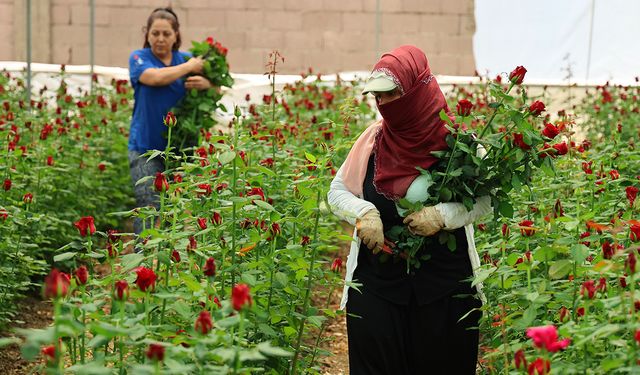 Anneler Günü öncesi gülde dikkat çeken fiyat marjı: Bahçede 5, çiçek sitelerinde 80-100 TL