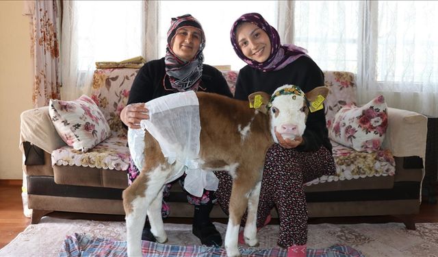 Annesi rahatsızlanan buzağı "Nisan" evde misafir ediliyor