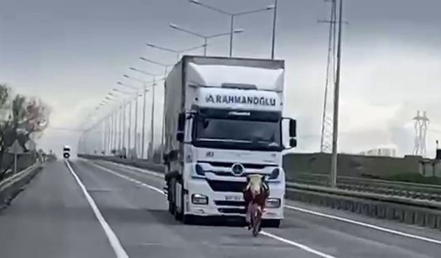 Erzurum’da tosun karayoluna çıktı