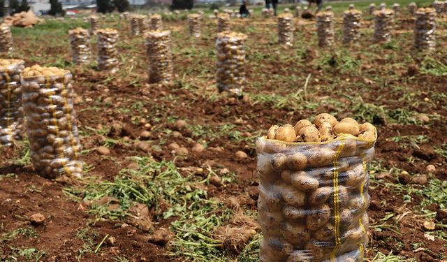 Hepsi geri gönderildi: Yurt dışından gelen 2 bin tondan fazla patates virüslü çıktı