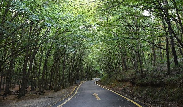 Kahramanmaraş’ta Ormanlara Giriş 5 Ay Yasaklandı