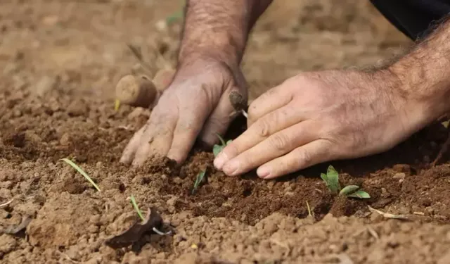 Kahramanmaraş’ta Topraktan Çıkan Altın, Salep Kilosu 3 Bin Lira Oldu