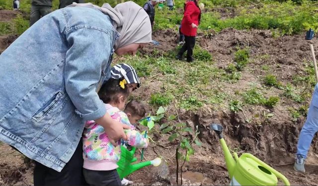 Koruyucu Aileler İçin 250 Ihlamur Fidanı