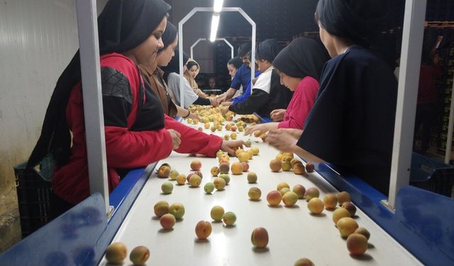 Mut’ta Kayısı Hasadı Başladı, İhracat 100 Bin Tonu Geçiyor: Fiyatlar 35-40 TL’ye Düştü