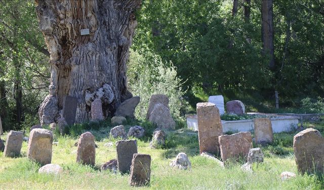 Türk boylarının mezarları 750 yıllık anıt ağacın gölgesinde zamana direniyor