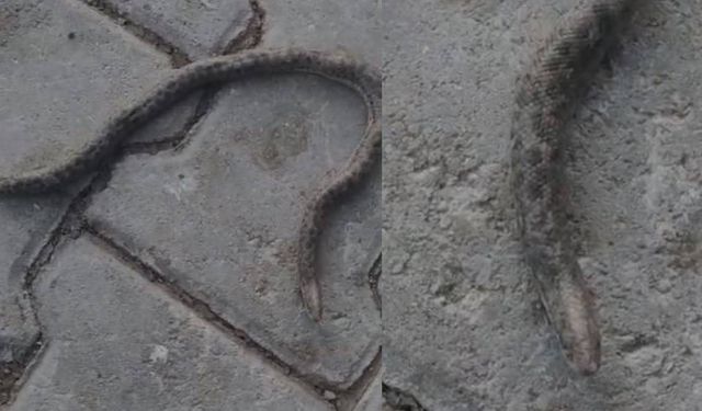 Elazığ’da çift başlı yılan tedirgin etti