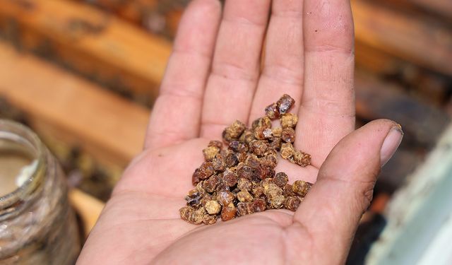 Geçmişte çöpe gidiyordu, şimdi kilosu 3 bin TL’den satılıyor