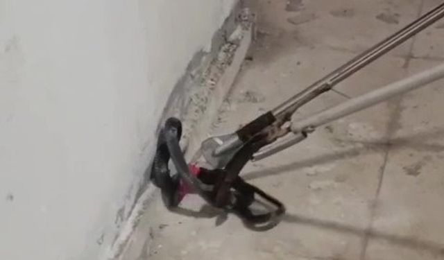 Hatay’da Kazan Dairesine Giren Yılan Paniğe Yol Açtı