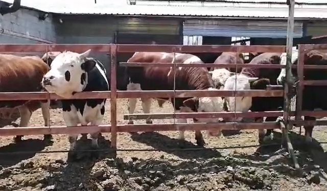 Isparta’da Kurban Hissesi Alan Vatandaş Umre Kazandı: Çifte Bayram Sevinci