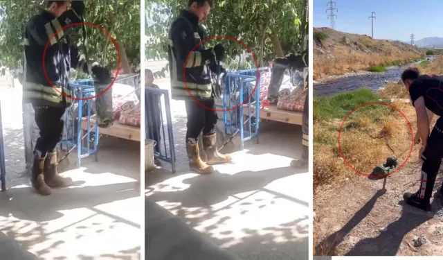 Kahramanmaraşlılar Dikkat! Yılanlar Evlere Girmeye Başladı
