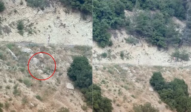 Kahramanmaraş'ta Dağ Keçileri Bölge Sakinlerini Şaşırttı