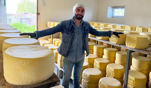 Kars’ta tonlarca süt, eski kaşar için işleniyor