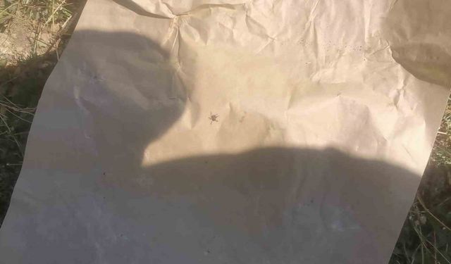 "Keneler, köpekler gibi koku alıp üzerimize geliyor" dedi, o anları kayıt altına aldı