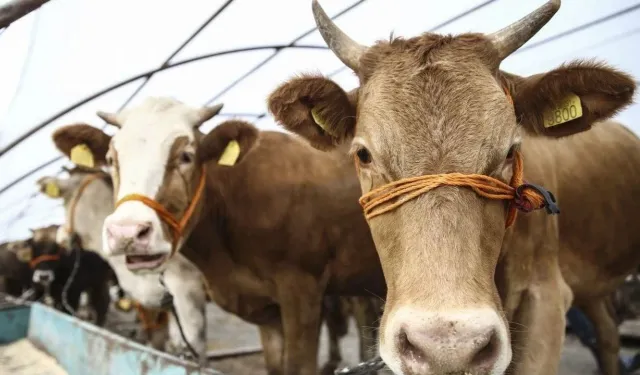 Kahramanmaraş'ta kurbanlık fiyatlarına indirim geldi!