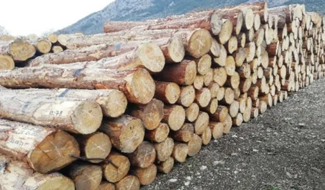 Ormancılık Çalışmalarının Takibi Ve Kontrolü Hizmeti Alınacaktır