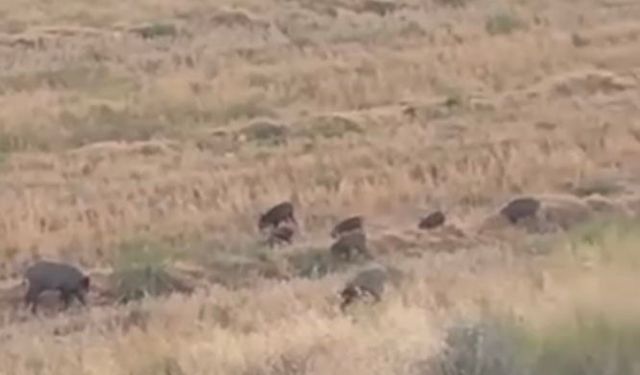 Osmaniye’de aç kalan yaban domuzları şehir merkezine indi