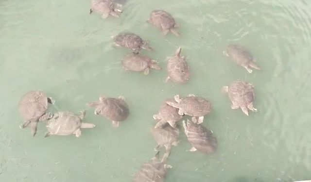 Manavgat’ta Nil Kaplumbağası Tehlikesi: İnsanlar Dikkat!