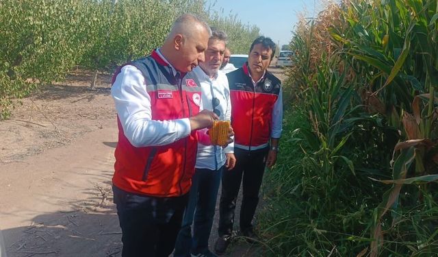 Hatay’da Mısır Hasadı Öncesi Tarlalar Yerinde İncelendi