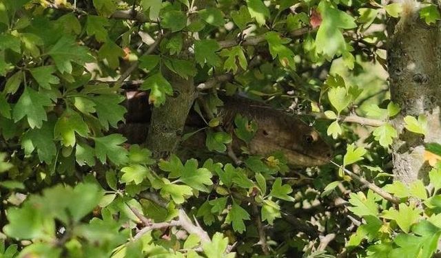 Hatay’da Yılandan Farksız 1,5 Metrelik Oluklu Kertenkele Kamerada