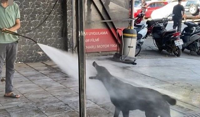 Antalya’da köpek sıcaklardan oto yıkamacıda serinliyor