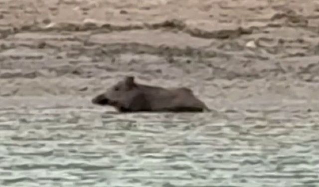 Sıcaktan Bunalan Yaban Domuzu Seyhan Gölü’ne Atladı