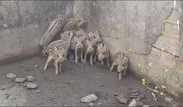 Osmaniye’de Sulama Havuzuna Düşen Domuz Yavruları Kurtarıldı