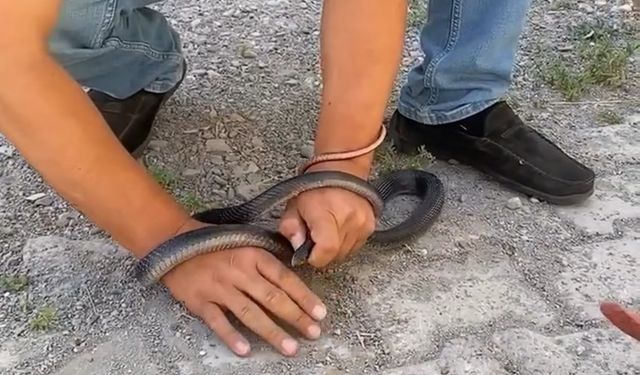 “Yılancı Kemal” Soğukkanlılığıyla Hayran Bıraktı: Parmağını Isıran Yılanı Sakinlikle Uzaklaştırdı