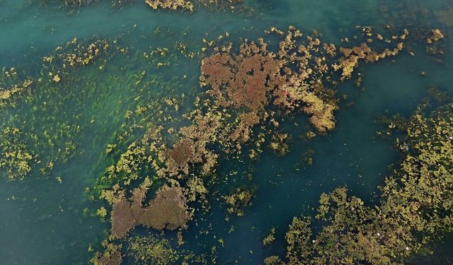 Seyhan Nehri Yeşil Deniz Oldu! Yosun ve Çöpler Nehri Esir Aldı