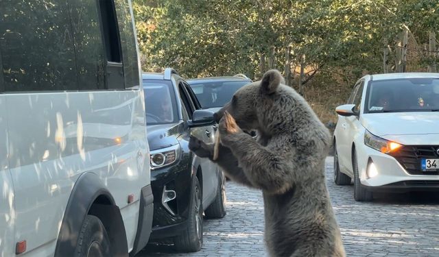 Bitlis’te ayıya ekmek veren vatandaş, ayıdan son anda kurtuldu