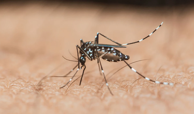 Çin’de Chikungunya Virüsü Paniği Binlerce Vaka Bildirildi