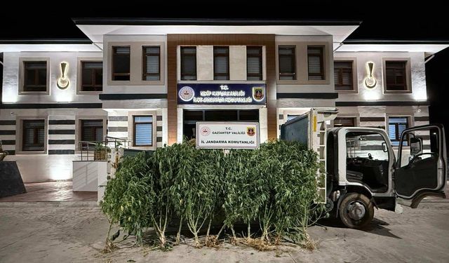 Gaziantep’te Bahçeye Saklanan 825 Kenevir Ele Geçirildi
