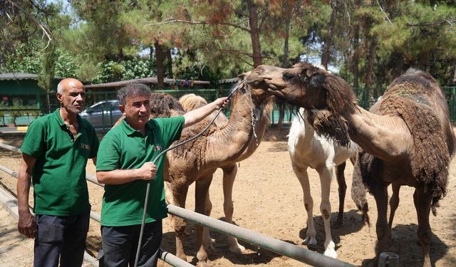 Gaziantep’te Hayvanlara Buzlu Kokteyl: Kavurucu Sıcakta Özel Serinleme Önlemleri